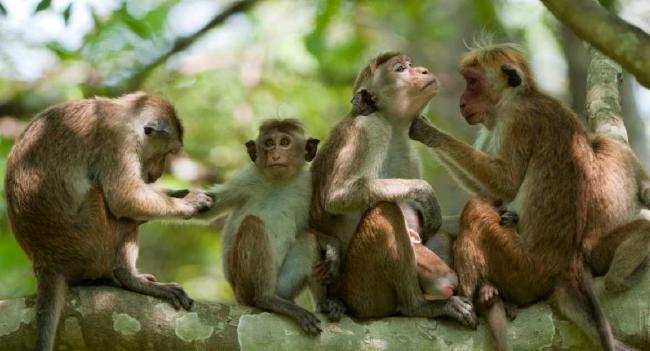රිලවුන් ඇල්ලීමට විශේෂ පුහුණුවක්..